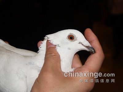 每日一鸽:联盟杯鸽王"闪电白"